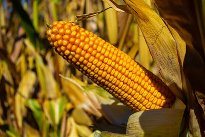 Close-up of corn