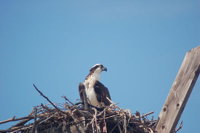 Low angle view of bird perching on tree against sky