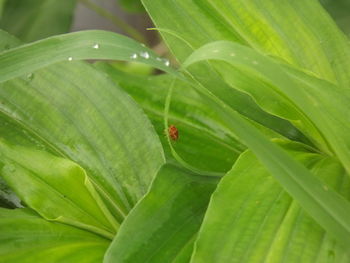 Close-up of green leaves