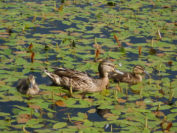 Ducks in lake