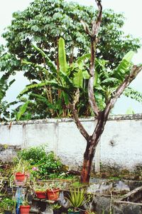 Close-up of plants against trees