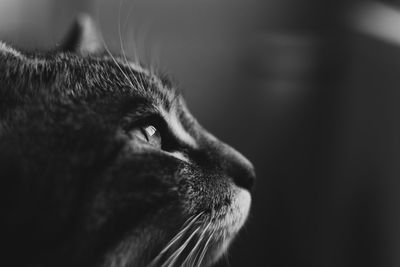 Close-up of a cat looking away