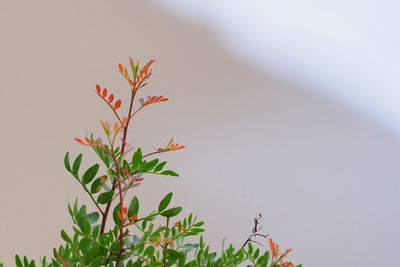 Close-up of flowering plant against sky