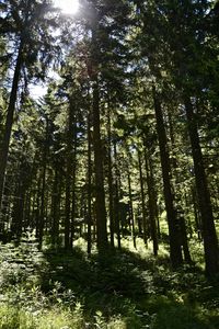 Low angle view of trees in forest