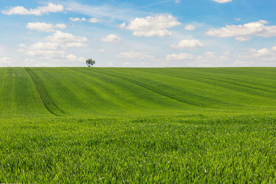 Scenic view of agricultural field against sky