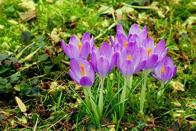 Close-up of purple flowers blooming in field