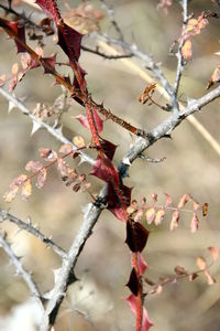 Low angle view of flowering plant