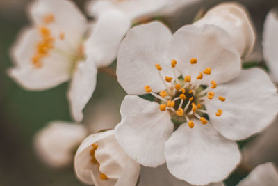 Close-up of white cherry blossom