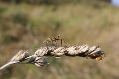 Close-up of insect