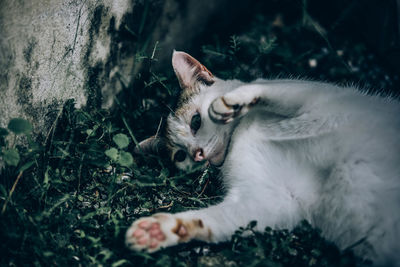 Cat lying on a field