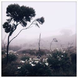 Trees in foggy weather