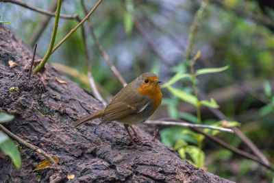 Close-up of a bird perching on branch