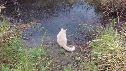 High angle view of bird on field
