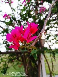 Close-up of pink flowers blooming outdoors