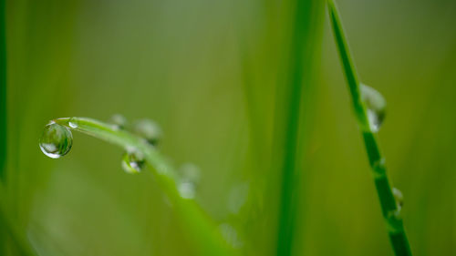 Close-up of water drops on grass