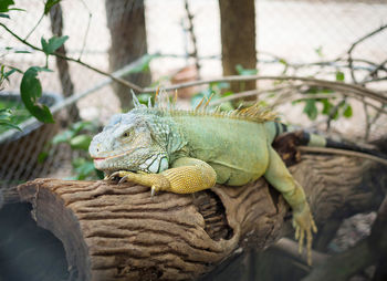 Close-up of a lizard on tree