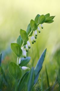 Close-up of flowering plant