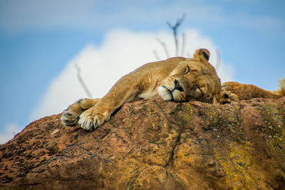 Cat resting on rock