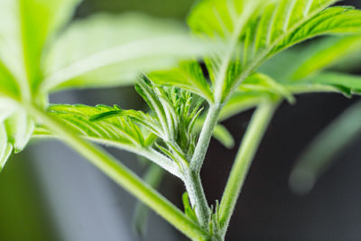 Close-up of fresh green plant in field