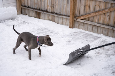 Dog on snow covered land