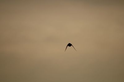 Silhouette bird flying in sky