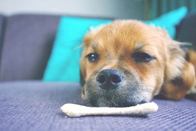 Close-up of puppy relaxing on bed