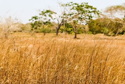 Close-up of corn field against sky