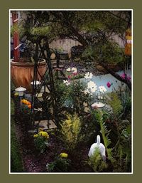 Plants growing in backyard