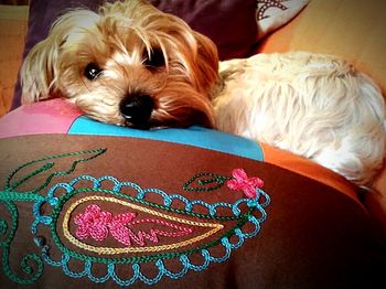 Close-up portrait of dog