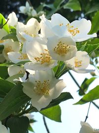 Close-up of white cherry blossoms in spring