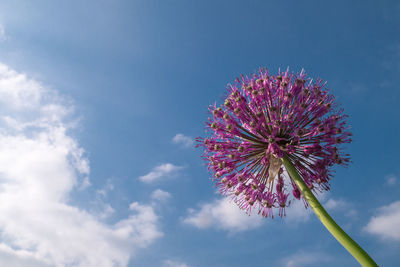 Low angle view of pink flowering plant against sky