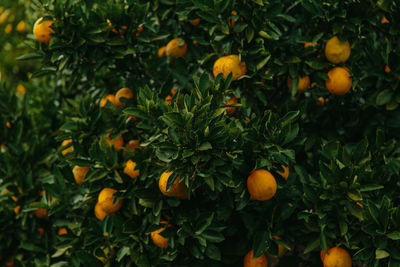 Orange fruits growing on plant