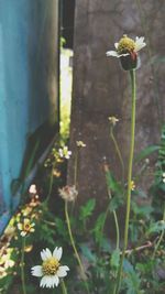 Close-up of flowers blooming outdoors