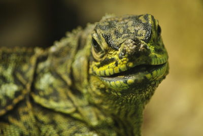 Close-up of lizard outdoors