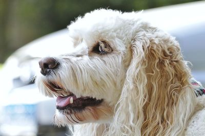 Close-up of dog sticking out tongue while looking away