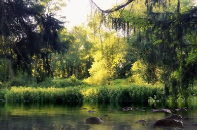 Reflection of trees in lake
