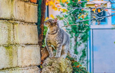 Cat looking away against wall