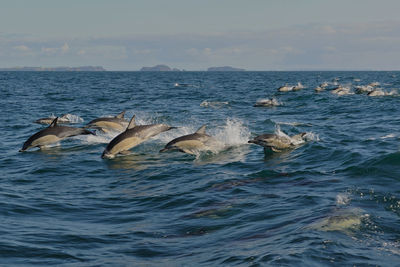 Dolphins swimming in sea