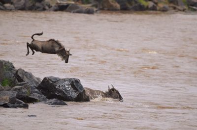 Horse running on rock in sea