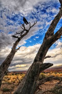 Low angle view of bird perching on tree against sky