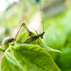 Close-up of insect on leaf