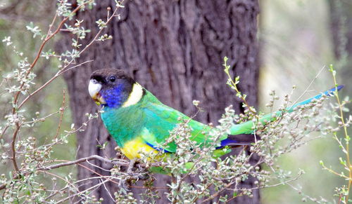 Close-up of parrot perching on tree in forest