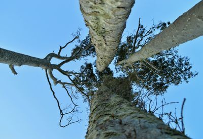 Low angle view of bare trees against clear blue sky