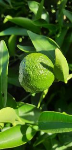 Close-up of fresh green plant