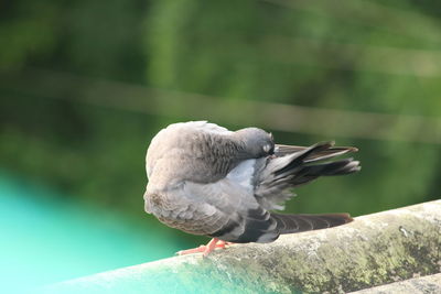 Close-up of bird perching outdoors