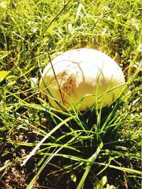 Plant growing on grassy field