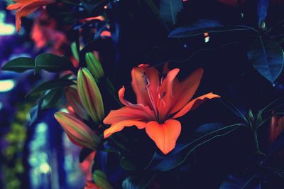 Close-up of orange flower blooming outdoors