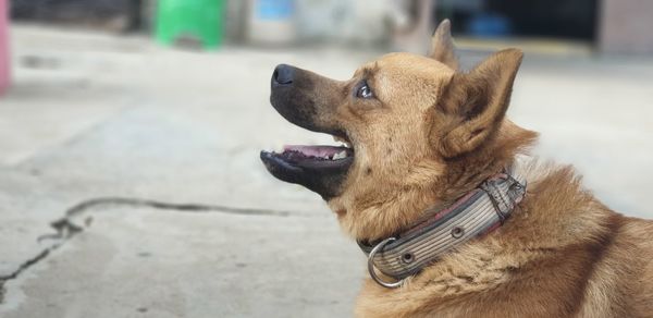 Close-up of a dog looking away