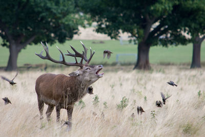 Deer in a field