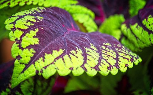 Close-up of green leaves on plant